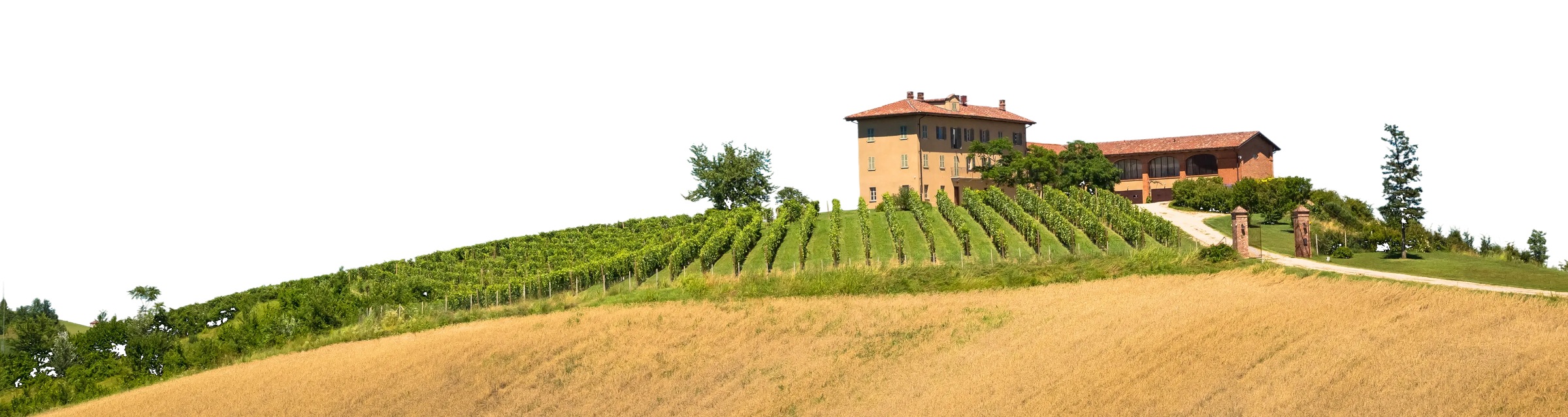 Vineyard